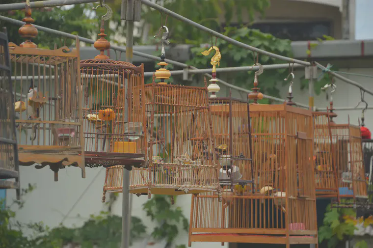 [Red-whiskered bulbul](https://en.wikipedia.org/wiki/Red-whiskered_bulbul) at a singing competition in southern Thailand