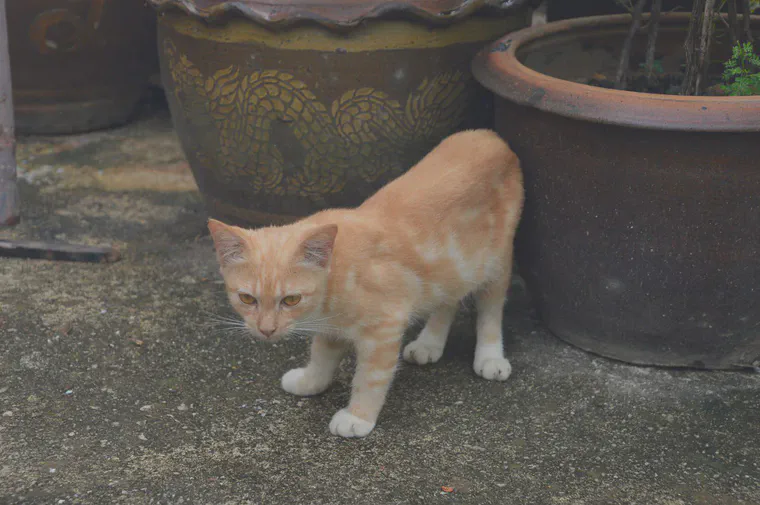 The growing cat among the bougainvillea pots behind the house.