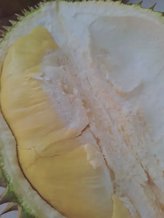 After cutting open the durian with a machete, the valuable fruit is exposed.