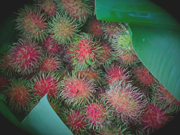 Rambutan might look dangerous, but they aren't. Peel them and enjoy.