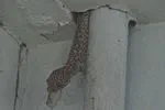 Tokay gecko makes an appearance